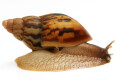 Lissachatina zanzibarica semiadult